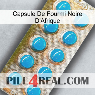 Africa Black Ant Capsule new09